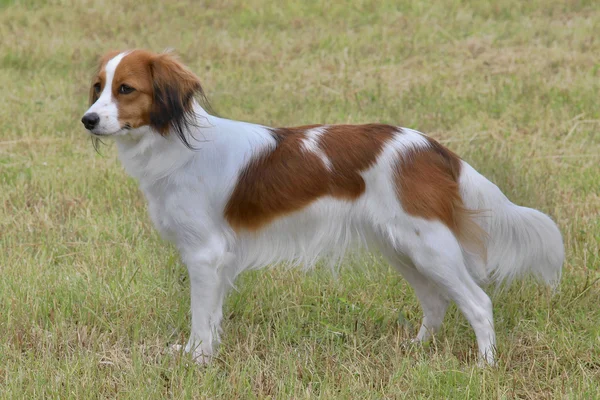 Typisch Nederlandse Kooikerhoundje in het park — Stockfoto