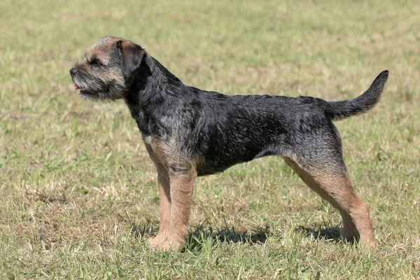 Terrier de fronteira típico no parque — Fotografia de Stock