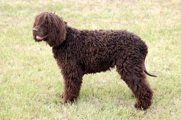 Typical Irish Water Spaniel on a green grass lawn — Stock Photo, Image