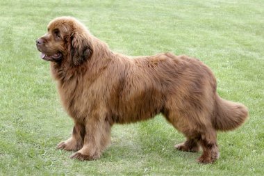 Typical  Brown Newfoundland  dog in the park clipart