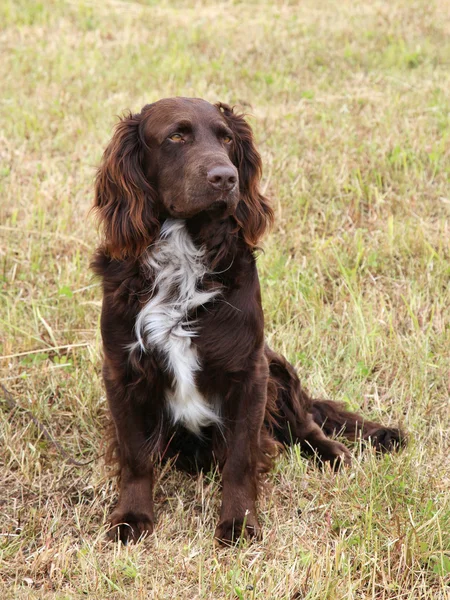 Typiska Tyska Spaniel i parken — Stockfoto