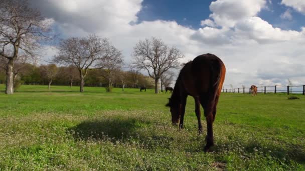 Troupeau de chevaux au pâturage printanier après la pluie — Video