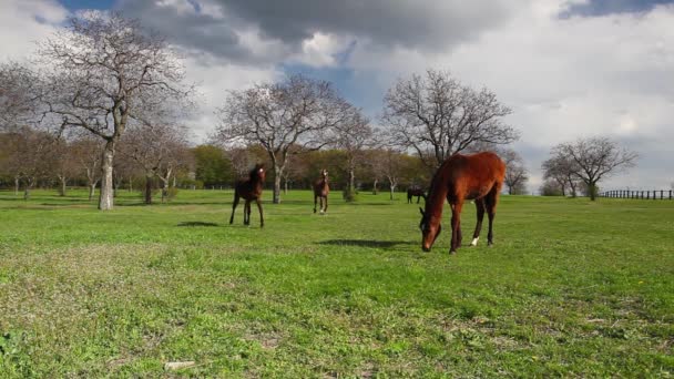 Herd of horses on spring pasture after rain — Stock Video