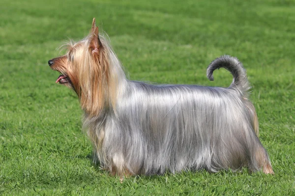 Typischer australischer Seidenterrier im Garten — Stockfoto