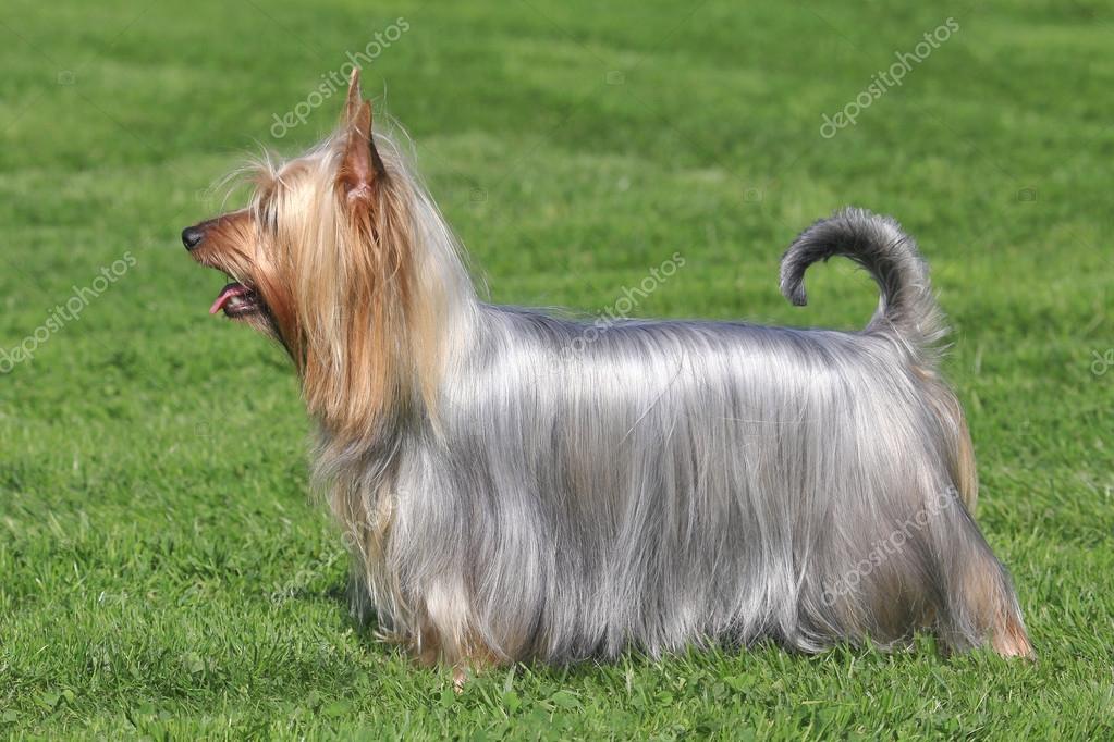 Australsky silky terrier 2025