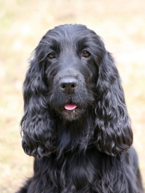 Bahçedeki tipik İngiliz yavru horoz İspanyol