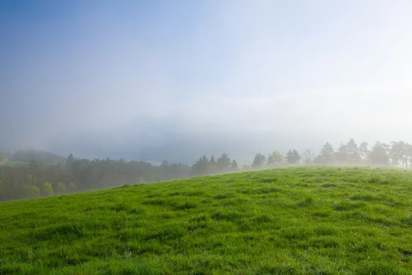 Por la mañana niebla en un prado —  Fotos de Stock