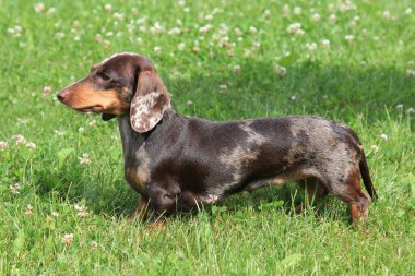 Tipik Dachshund düz saçlı (renk kaplan-brindle) içinde 