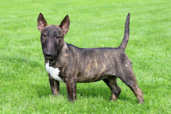 Tipikus miniatűr Bullterrier, a kertben — Stock Fotó