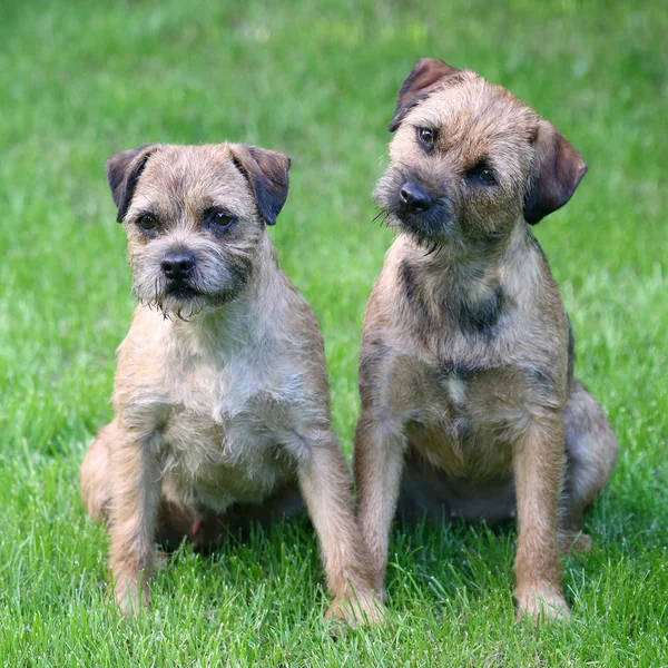 Tipikus két Border terrier a kertben — Stock Fotó