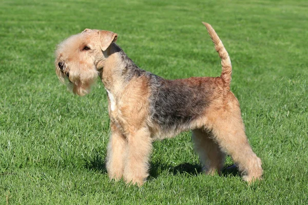 Typical  Lakeland Terrier in the  garden — Stock Photo, Image