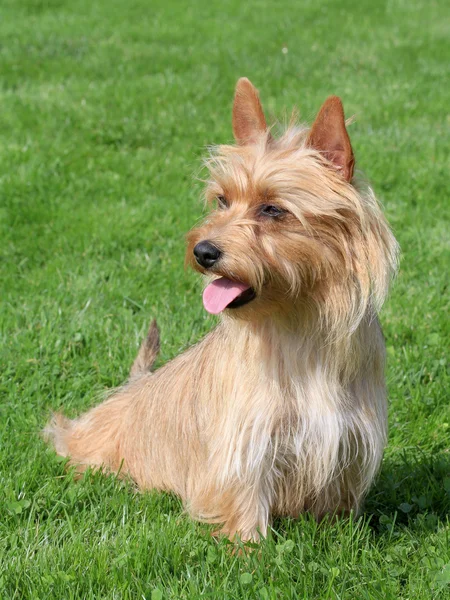 Typiska australiska Silky Terrier i trädgården — Stockfoto