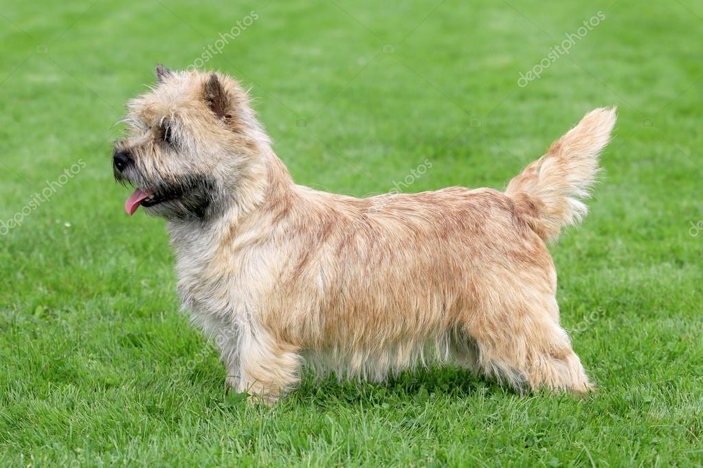 What Is The Difference Between A Cairn Terrier And A Norwich Terrier