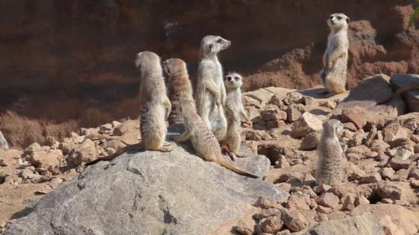 Grupo de suricatas — Vídeo de stock