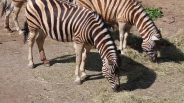 Bayağı zebra (Equus quagga burchellii) saman yemek.