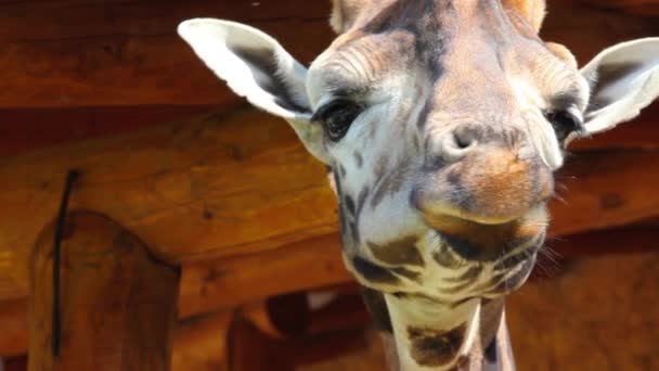 Detalj av tugga giraff — Stockvideo