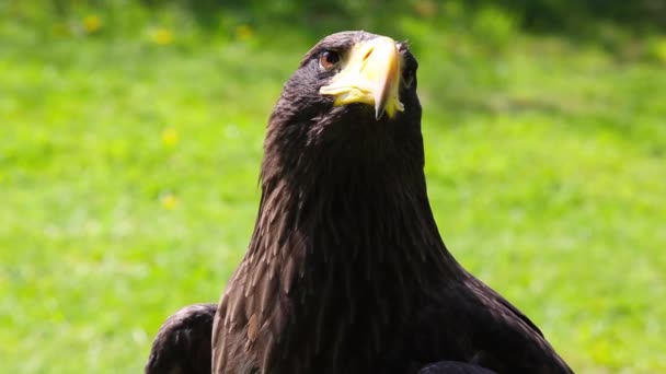 El retrato del águila de cola blanca — Vídeo de stock