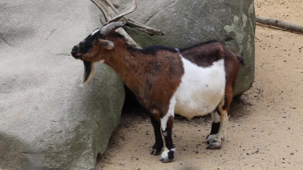 Dark brown dwarf goat — Stock Video