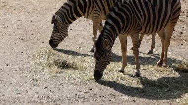 Bayağı zebra (Equus quagga burchellii)