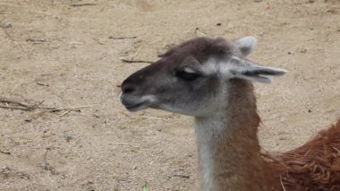 çok (lama guanicoe) 