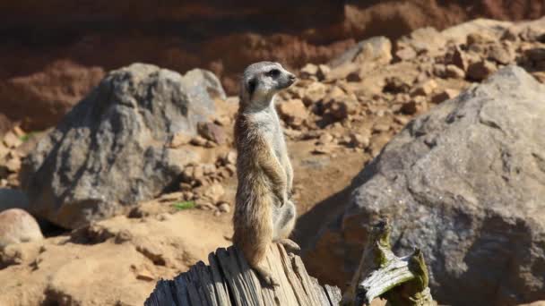 Grupo de meerkats (Suricata suricatta ) — Vídeo de Stock