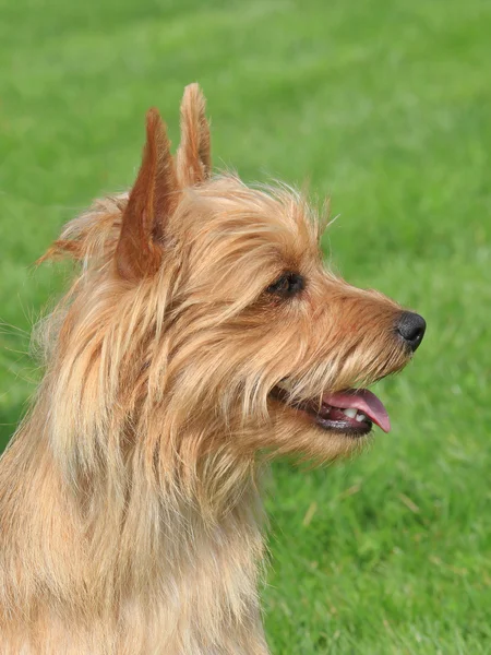 Typical  Australian Terrier in the garden — Stock Photo, Image