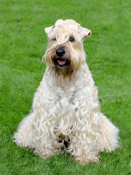 Typisk Irish Soft Coated Wheaten Terrier i trädgården — Stockfoto