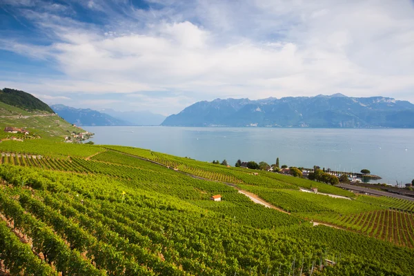 Noite em vinhas da região de Lavaux sobre o lago Leman, Switze — Fotografia de Stock