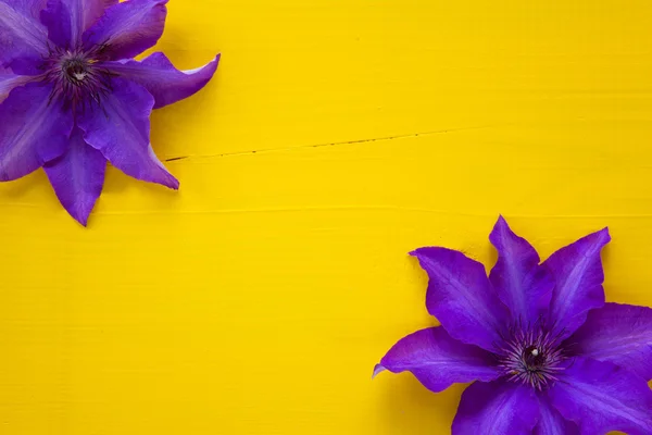 Dos clematis púrpura aislados en mesa de madera —  Fotos de Stock