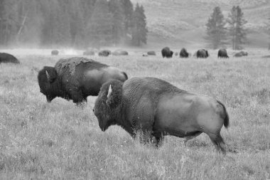 Tipik Amerikan bizonu sürüsü Grand Teton mera üzerinde