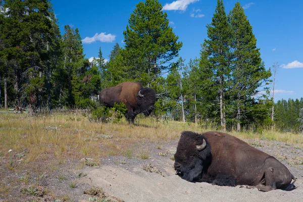 Due bisonti americani nel parco nazionale di Yellowstone — Foto Stock