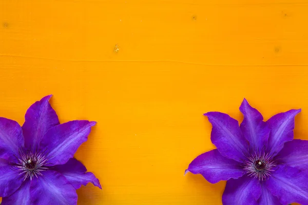 Dos clematis púrpura aislados en mesa de madera — Foto de Stock