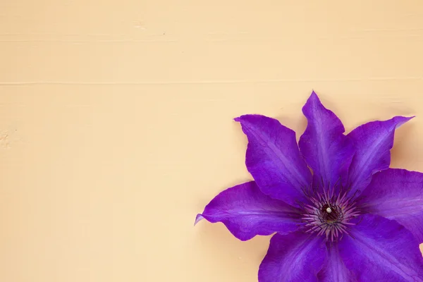 Clematis simple violet isolé sur une table en bois — Photo