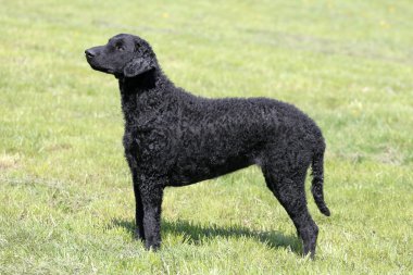Tipik kıvırcık kaplı Retriever bahçede