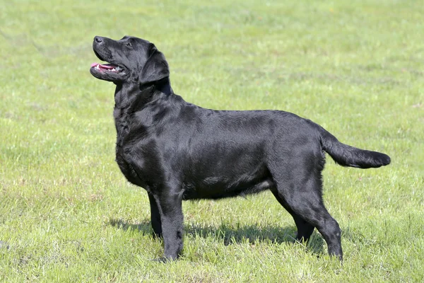 Typical  Black Labrador Retriever in the garden — Stock Photo, Image