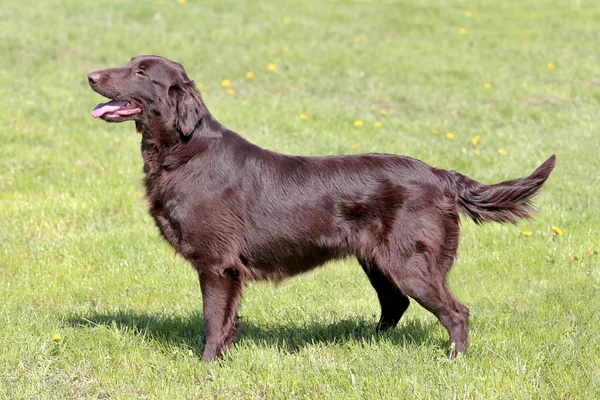 Tipico Piatto Brown Rivestito Retriever in giardino — Foto Stock