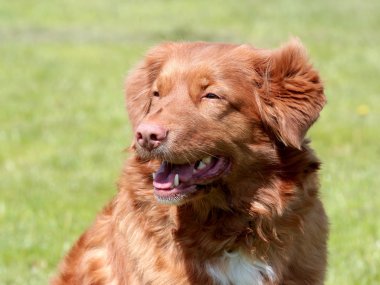Tipik Nova Scotia Duck Tolling Retreiver bahçede