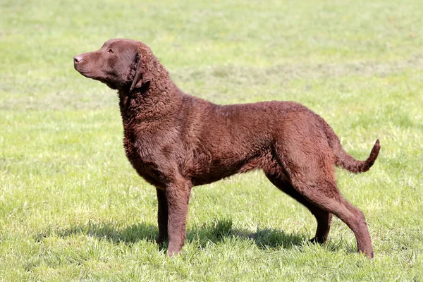 Tipik Chesapeake Bay Retriever bahçede