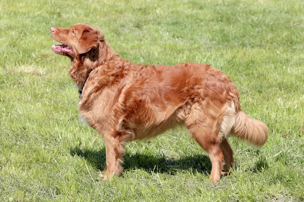 Típico da Nova Escócia Duck Tolling Retriever no jardim — Fotografia de Stock