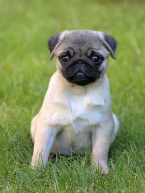 Bahçedeki tipik Pug köpek