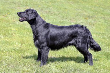 Tipik düz kaplı Retriever bahçede