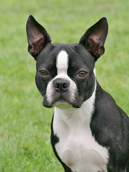 Típico Boston Terrier en el jardín — Foto de Stock