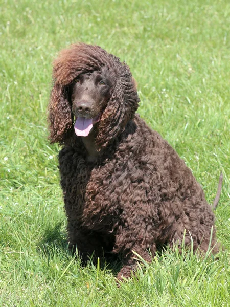 Typical Irish Water Spaniel in the garden — Stock Photo, Image