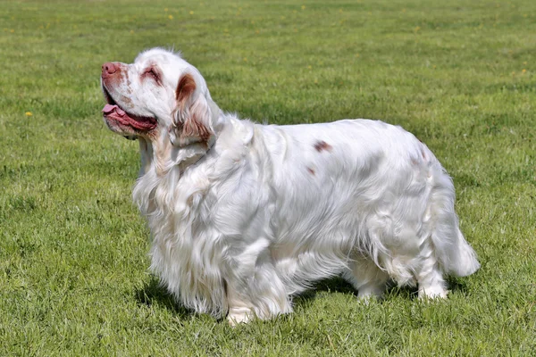 Bahçedeki tipik Clumber Spaniel