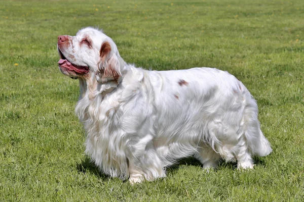 Typical Clumber Spaniel in the garden — Stock Photo, Image
