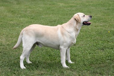 Tipik Labrador Retriever bahçede