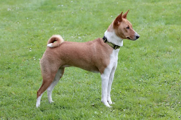 Typický pes Basenji v zahradě — Stock fotografie