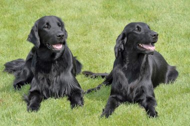 Tipik düz kaplı Retriever bahçede