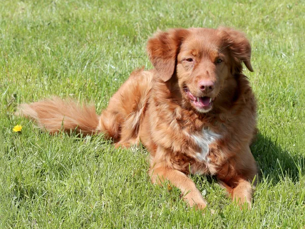 Tipica Nova Scotia Duck Tolling Retriver in giardino — Foto Stock