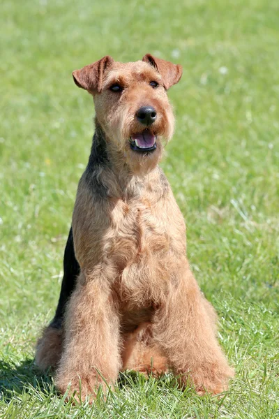 Tipikus Welsh Terrier a kertben — Stock Fotó